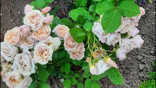 :   |  (Iori),  (Sola),  (Goldelse),  (Mocarosa)