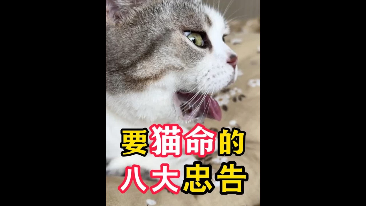 要猫命的8大忠告，养猫人一定要知道！ #新手养猫 #科学养宠攻略 #养猫经验分享 #养猫知识 #养猫小百科