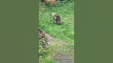 Cat vs Mouse: The Ultimate Showdown