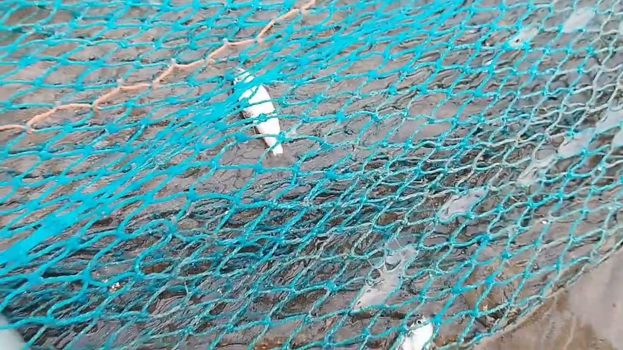 @unidiscover Girgaon Chowpatty | Fishing