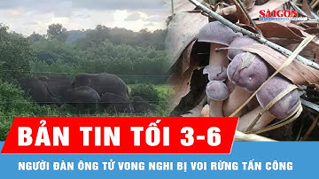 Bản tin tối 3-6: Người đàn ông tử vong nghi bị voi rừng tấn công; Nhập viện nghi do ngộ độc nấm