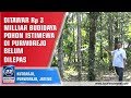 Ditawar Rp 3 Milliar Budidaya Pohon Istimewa Di Purworejo Belum Dilepas