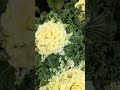 gorgeous ornamental cabbage kale #gardening #nature #cabbage #kale #God #love #plants #provide #usa
