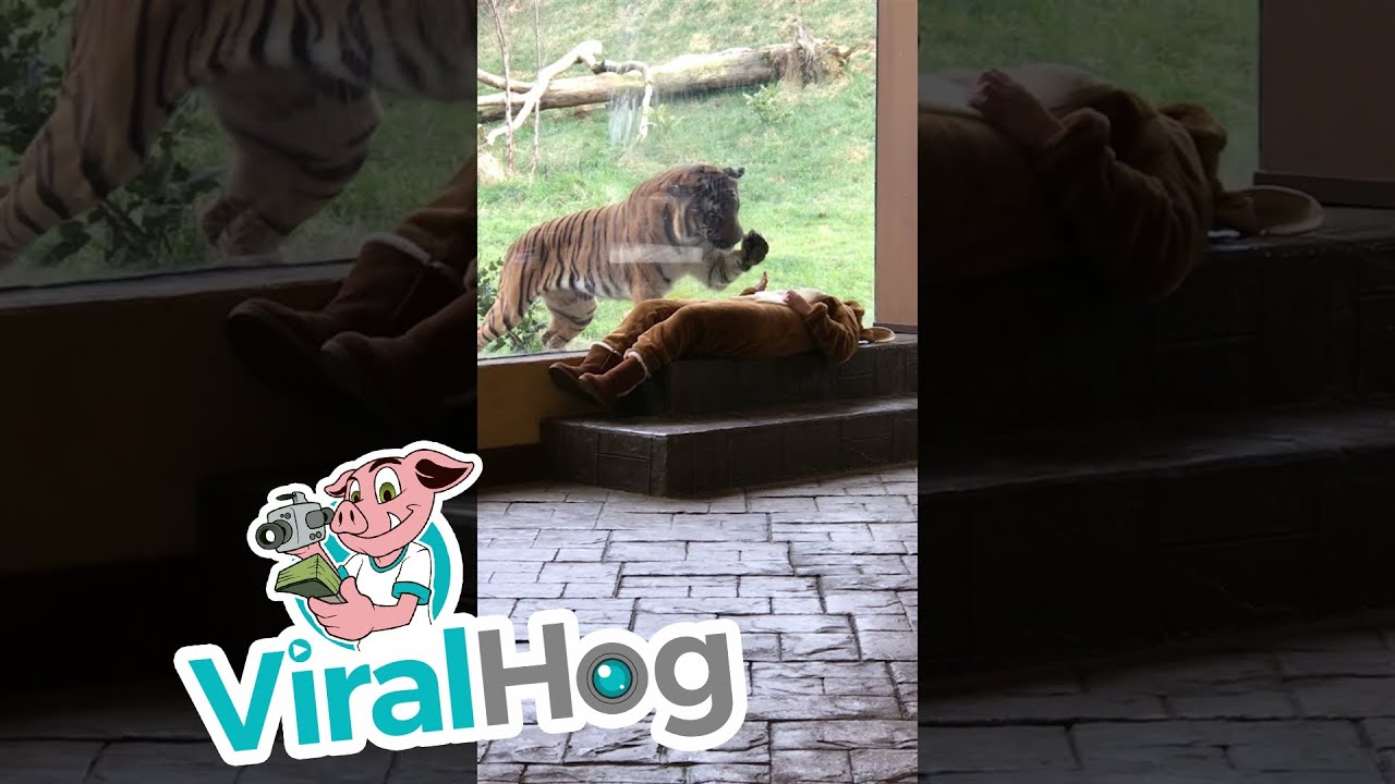 Tiger Has Some Funsie With Girl in Onesie || ViralHog