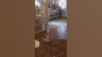 THE CATNIP TRANCE! 😂 🙀 😂 🐈 #shorts #cat #funny #funnyanimals #newfunnyvideo