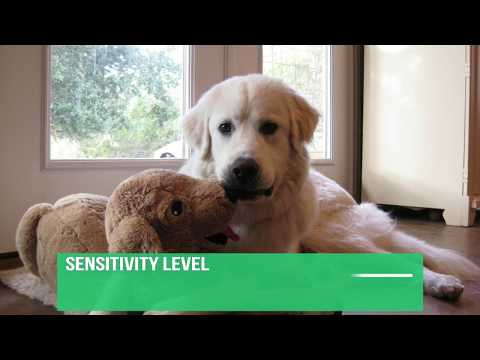 Vídeo: Great Pyrenees Dog Breed Hypoallergenic, Health And Life Span