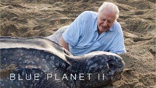 Protecting leatherback turtles  Blue Planet II: Episode 7 Preview  BBC One