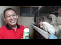 Ternak Ayam Di Rumah Pola HCS