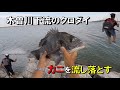 木曽川の下流でクロダイ釣り　カニを流し落としてみたら