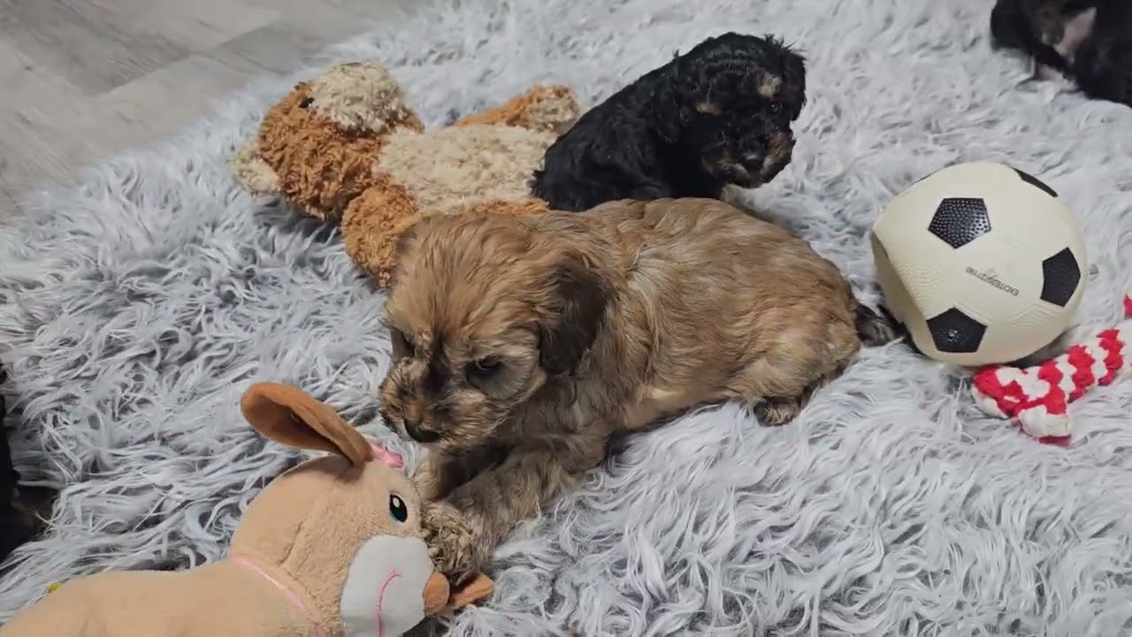 F1b Cavapoo Siblings sweet and playful. Available for adoption. Reserve today. 