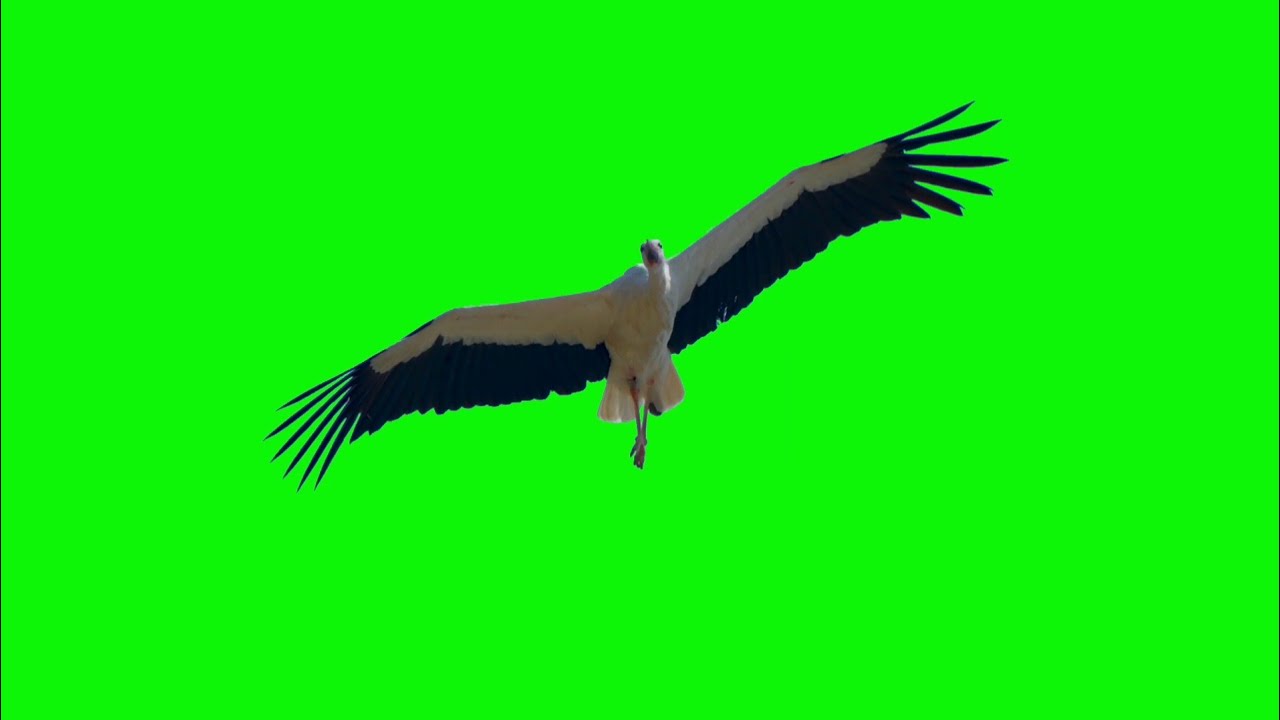 Bird Flying Green Screen effects HD footage | Chroma Key - YouTube