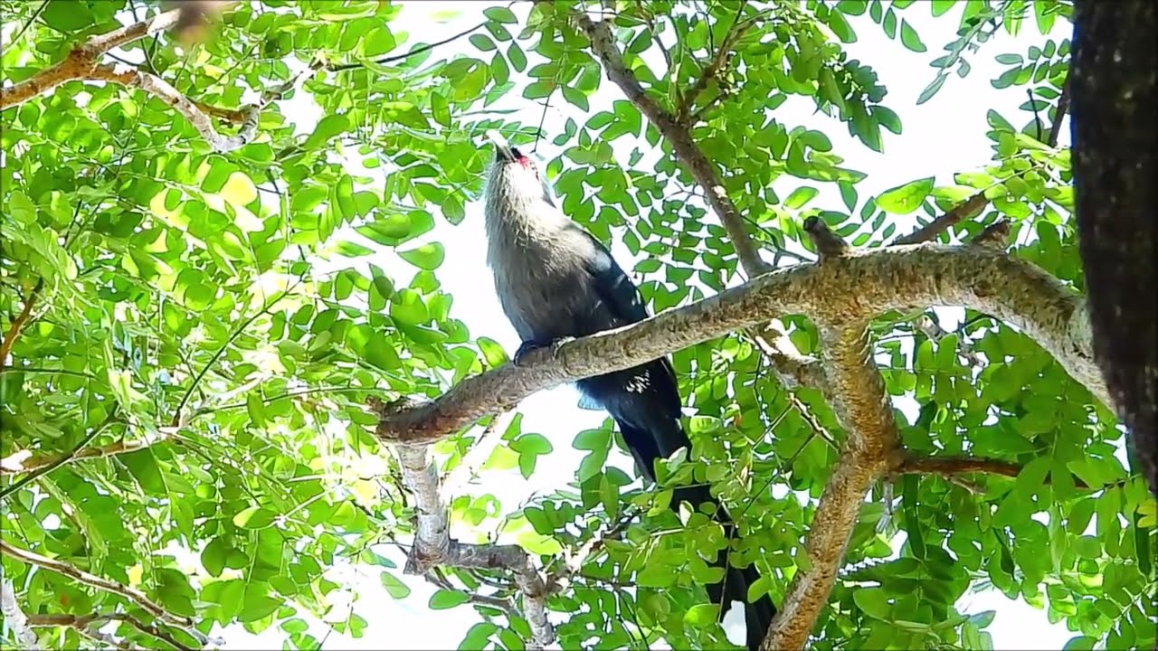 Green-billed Malkoha call on the tree #bird #birding  #birdwatching