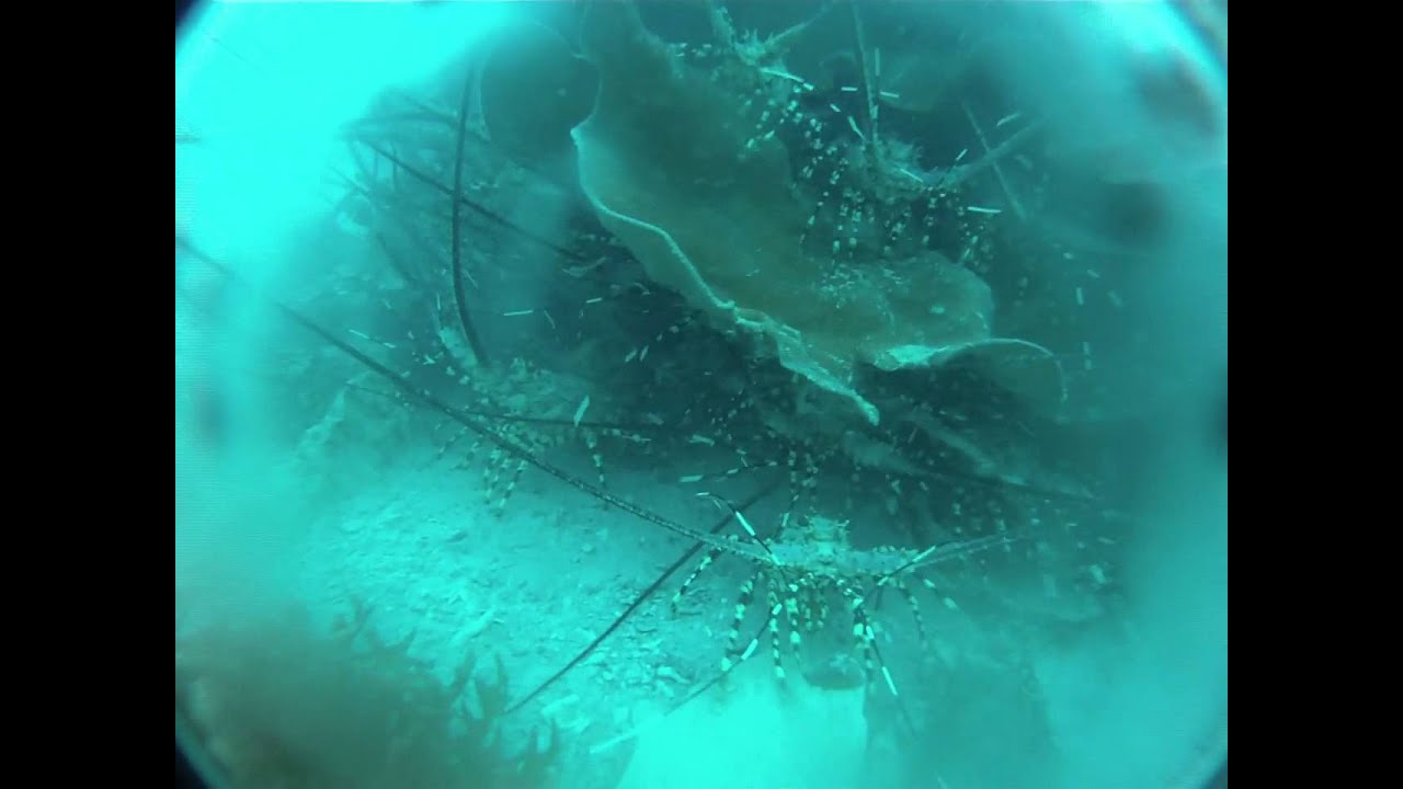 Budidaya Lobster Laut di habitat asli Pulau Labengki Konawe Utara