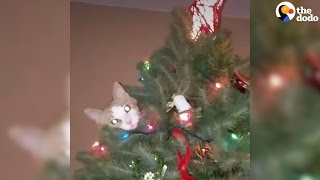 Cats Knocking Over Christmas Trees