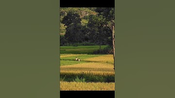 Cánh đồng lúa chín vàng #shorts #mienque