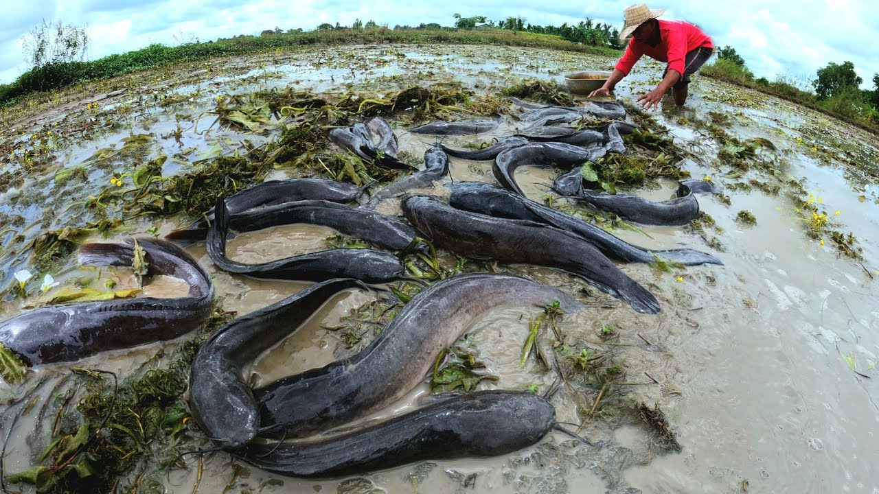 Shell Fish From Rice Feild Amazing fishing ! Farmers caught a lot of fish in the rice fields ...