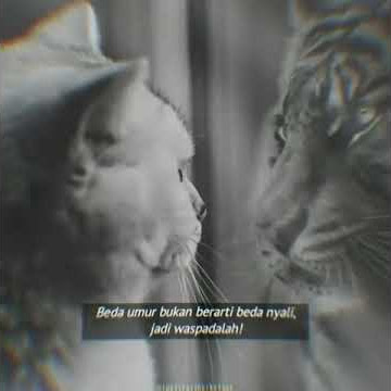 story'wa 30 detik keren banget 👍👍😎