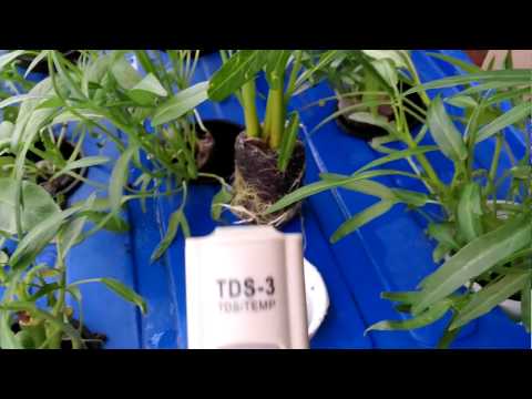 Video Bút TDS đo hàm lượng dinh dưỡng Thủy Canh Tĩnh và Hồi... - youtube