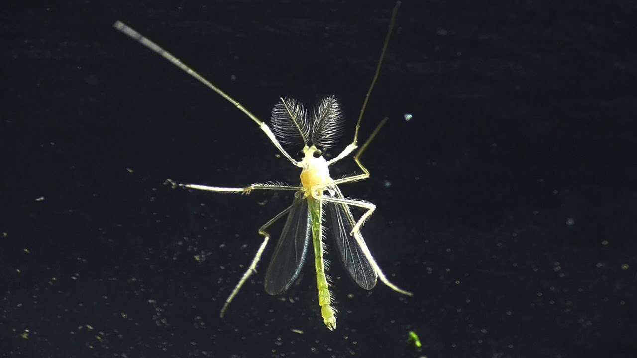 microsoft store Büschelmücke Chaoboridae