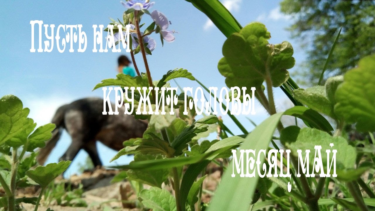 пусть нам кружит месяц май. месяц май слова. голову кружить цитаты. без нас кружился мир без нас кружиться. пусть нас кружит май.