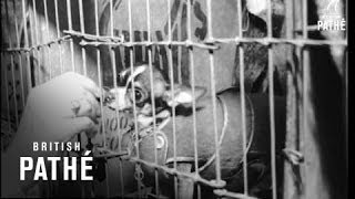 Download Lagu Cruft's Dog Show (1965) MP3