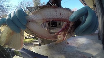 Best Crappie Cleaning Technique..HOW TO FILLET CRAPPIE