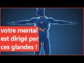 Fatigue stress motions  votre sant dpend de ces glandes  et votre mental aussi