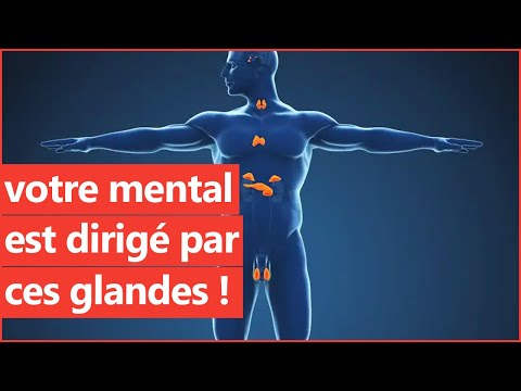 Fatigue, stress, emotions: your health depends on these glands! (and your mind too)