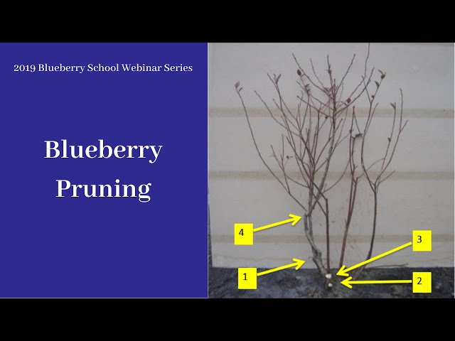 Blueberry Pruning class=