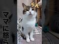 猫がママに怒られたら…😤🙀 #ねこ #ねこ動画 #shorts
