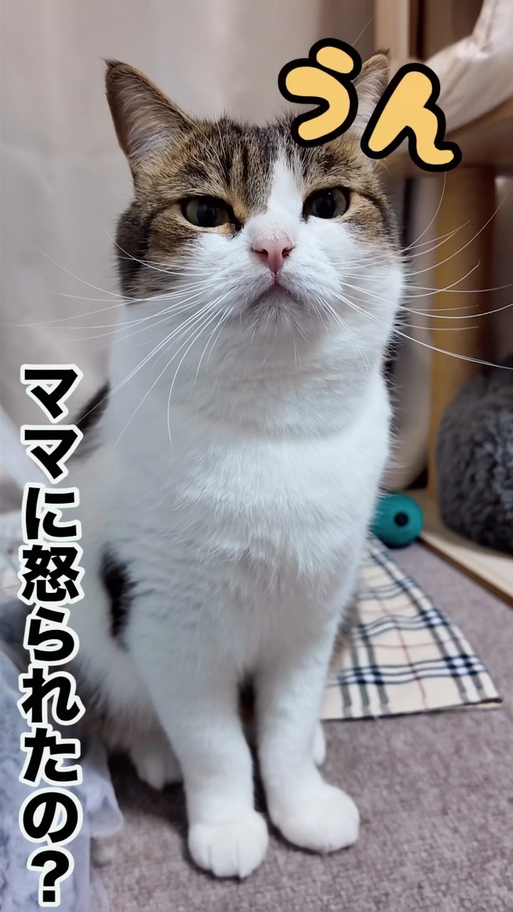 猫がママに怒られたら…😤🙀 #ねこ #ねこ動画 #shorts - YouTube