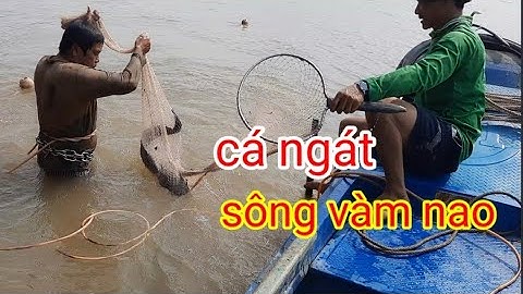 tập 6.vua cá ngát .chuyến săn cá ngát   sông vàm nao an giang.con sông ai nghe cũng phải sợ