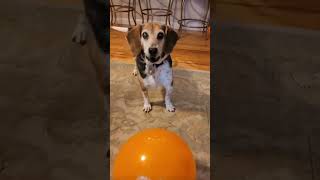 Sunday Fun Day Woo Hoo Arooooo!!!! 🎶🎹#Buddymercury #Halloween #Halloween2022 #Jackolantern #Balloons