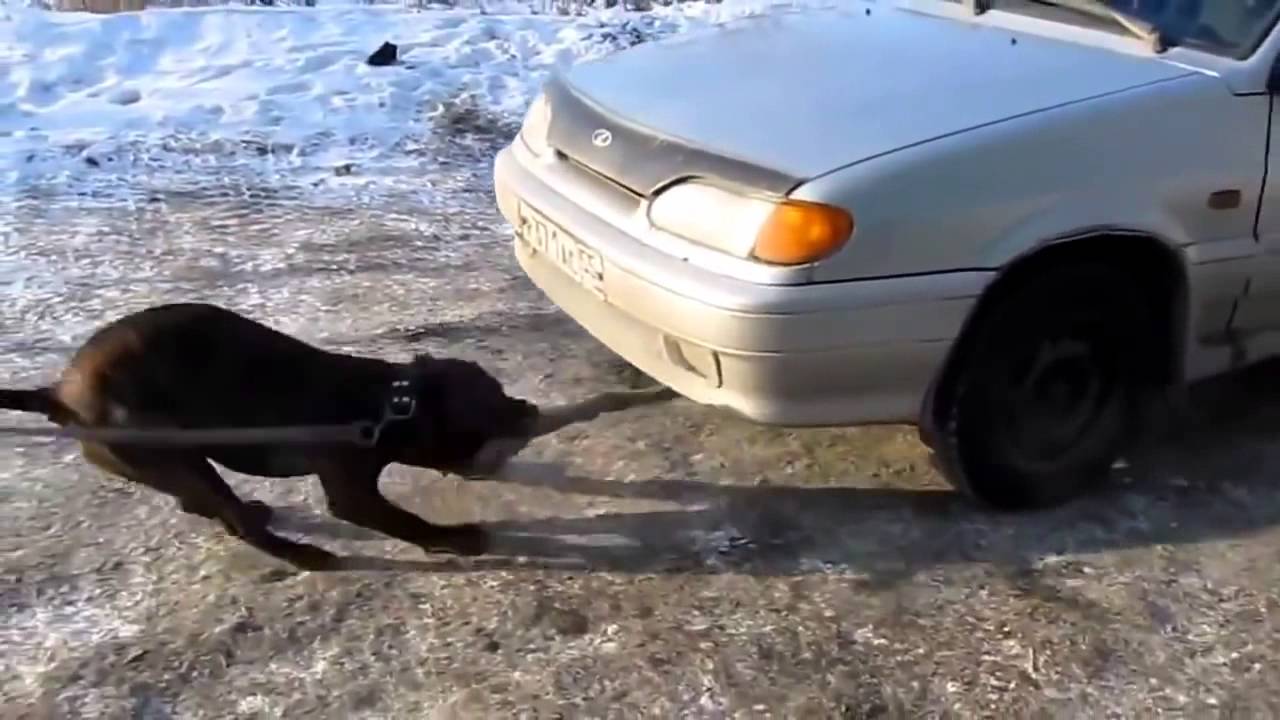 Бешеный пес машина