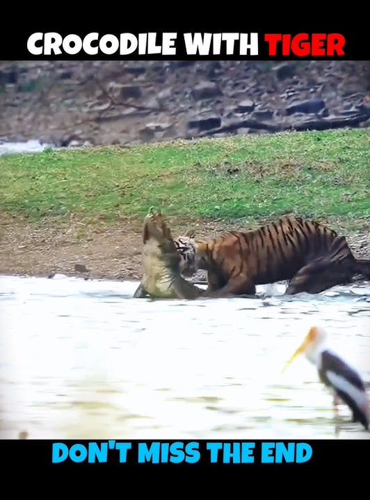Buaya vs Harimau & Singa #viralshorts #viralytshorts #shorts #animalshorts #ytshorts #wildlife
