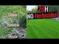 Get rid of unwanted weeds without chemicalsheres how