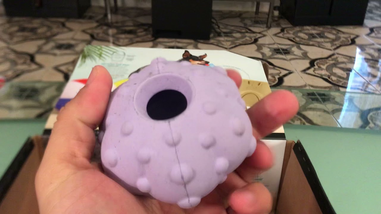 Hazel’s Second BarkBox Super Chewer Unboxing / Off-Leash Beach June 2021