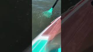 florida paddleboard paddleboarding beach beaches outdoors adventures ocean vlogger