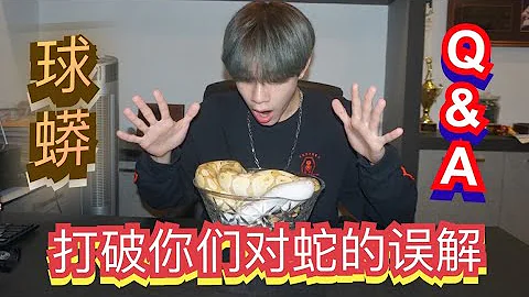打破你們對蛇的誤解！【Harry球蟒Q&A】 - 天天要聞