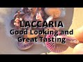 Laccaria Amethystina - A Delicious Foraged Mushroom