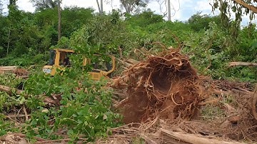 CAT D6R XL Bulldozer Operator Works to Push the Roots of a Large Tree