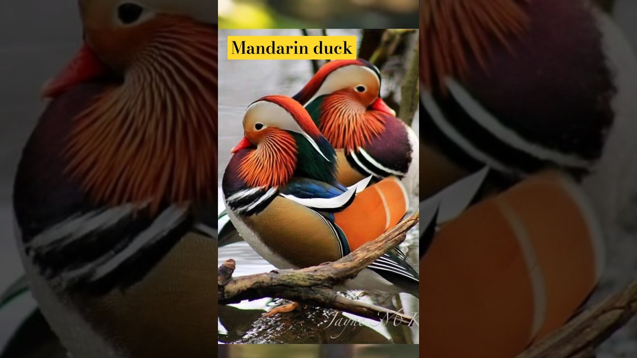 | facts about Mandarin duck 😳😱| informative facts about ducks |👍🔔 subscribe🙏interesting facts