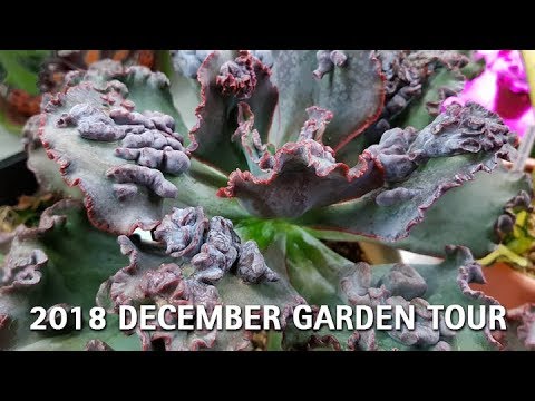 garden tours near me 2018 December Garden Tour Succulents