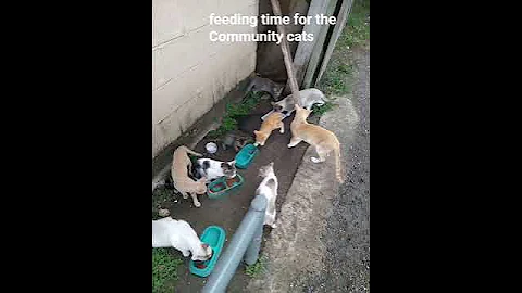 Video 10809211: siamese bobtail manx, siamese manx cat, siamese tabby cat, feeding siamese, siamese cats living