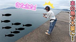 離島の防波堤の下に大量の魚が…
