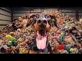 Surprising a Homeless Doberman with UNLIMITED Toys!