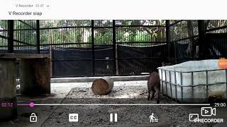 Detikdetik Harimau Sumatera Menerkam Babi