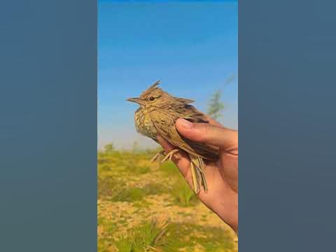 Pakistani bird ️ #hunting #huntingbirds #bird #huntingseason #nature # ...