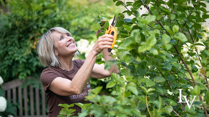 How to Prune Shrubs in Small Gardens To Create Bea...