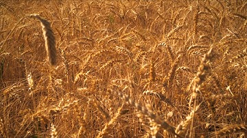 Shot of golden wheat field.